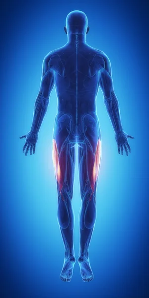 Muscles anatomy map — Stock Image Muscles anatomy map Stock Picture