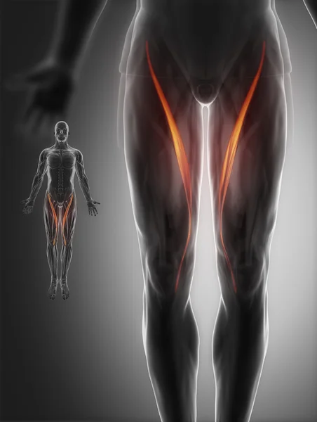 Muscles anatomy map — Stock Image Muscles anatomy map Stock Photo