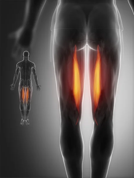 Muscles anatomy map — Stock Image Muscles anatomy map Stock Picture