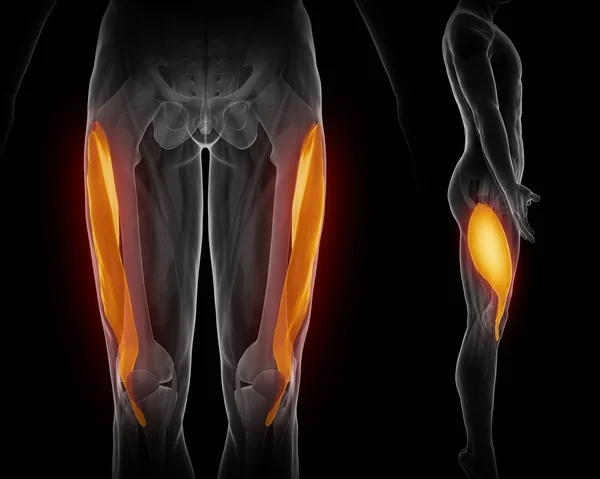 Muscles anatomy map — Stock Image Muscles anatomy map Stock Image