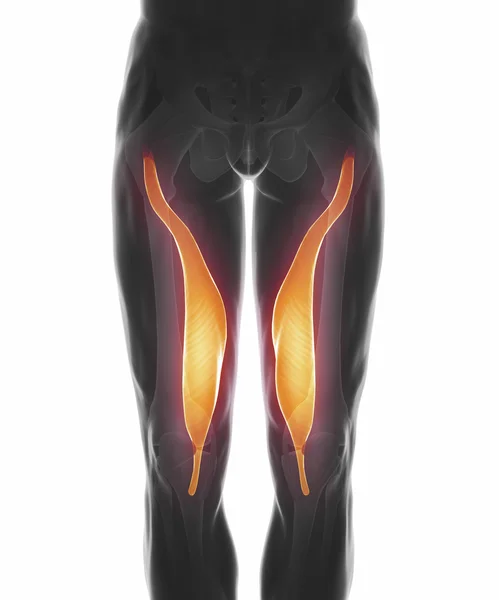 Muscles anatomy map — Stock Image Muscles anatomy map Stock Photo