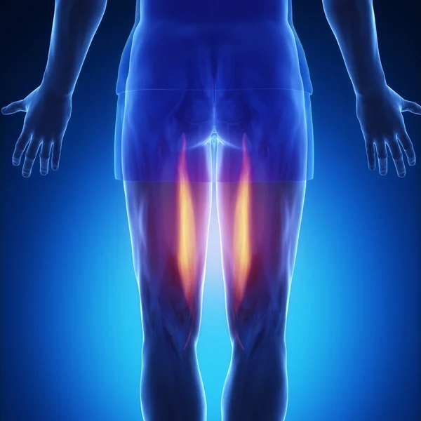 Muscles anatomy map — Stock Image Muscles anatomy map Stock Photo