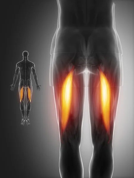 Muscles anatomy map — Stock Image Muscles anatomy map Royalty Free Stock Photos