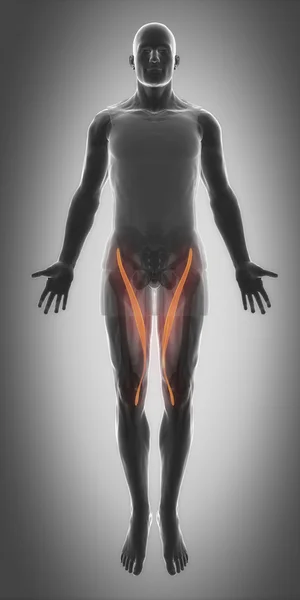 Muscles anatomy map — Stock Image Muscles anatomy map Stock Photo
