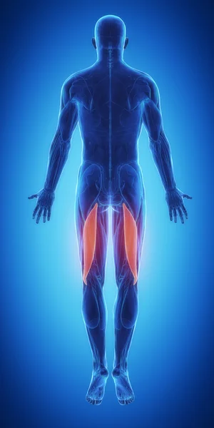 Muscles anatomy map — Stock Image Muscles anatomy map Stock Image