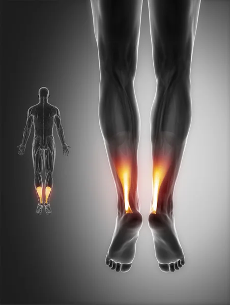 Muscles anatomy map — Stock Image Muscles anatomy map Stock Photo