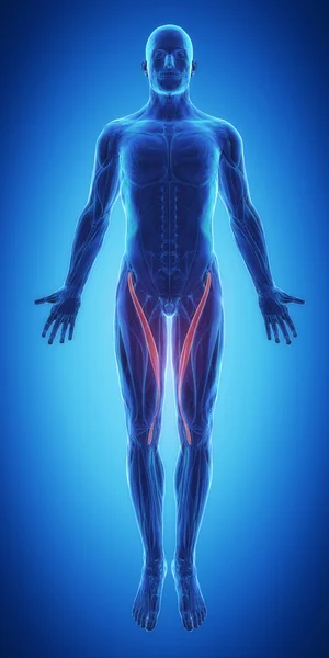 Sartorius - Muscles anatomy map — Stock Image Sartorius - Muscles anatomy map Stock Image