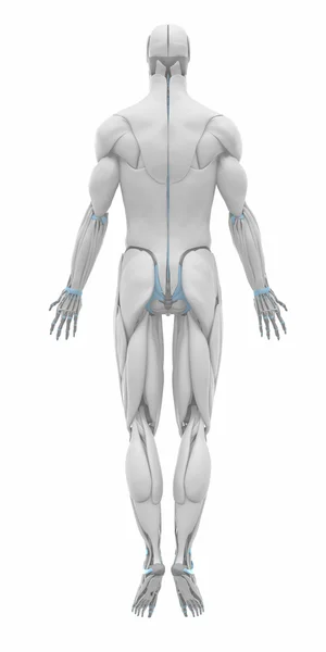 Muscles anatomy map — Stock Image Muscles anatomy map Royalty Free Stock Photos