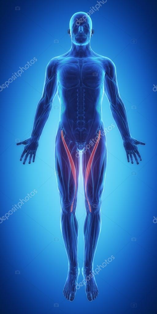 Sartorius Muscles Anatomy Map Stock Photo Image By C Cliparea 88087680