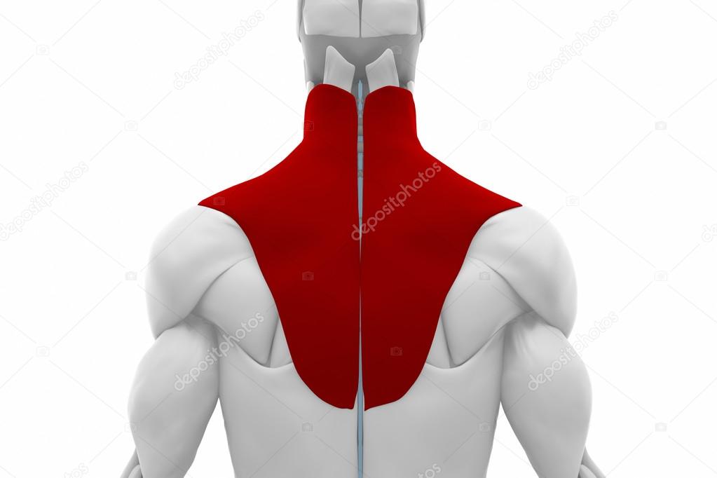 Muscles anatomy of Trapezius Stock Photo by ©CLIPAREA 88088248