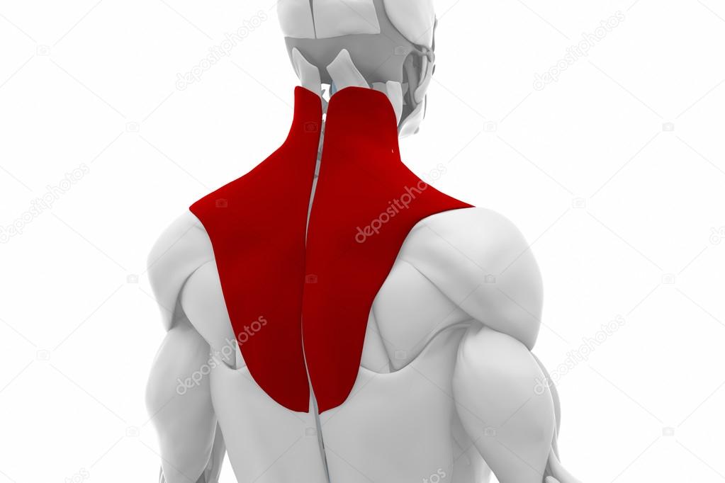 Anatomy  Trapezius Muscles