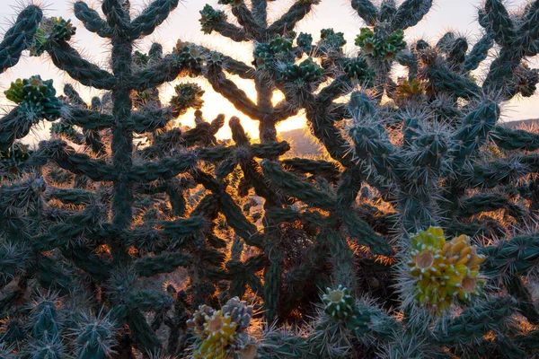 Eerste Stralen Van Rijzende Zon Achter Cholla Cactus Santa County Stockfoto