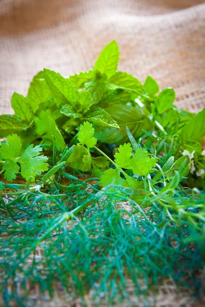 Mixed herbs - dill, cilantro, mint, basil, tarragon and rosemary — Stock Photo, Image