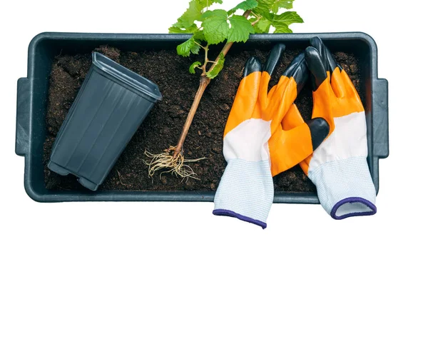 Kökleri olan genç bir üzüm tohumu, plastik bir fidanlık, ve toprak dolu bir kabın içine yerleştirilmiş bahçe eldivenleri, bahar ekimi ve bahçecilik faaliyetleri için hazır..