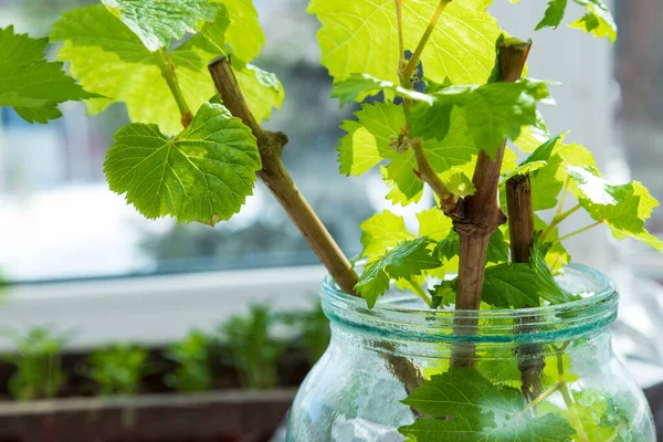 Suyla dolu şeffaf cam bir kavanozda başarılı bir şekilde yayılan genç bir üzüm kesiminin (Vitis vinifera) yakın çekimi. Taze yeşil yapraklar ve kıpkırmızı kahverengi saplar güneşli bir pencere pervazında eski odunsu kesimlerden çıkar..