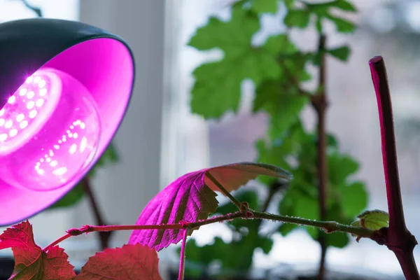 Suyla dolu şeffaf cam bir kavanozda başarılı bir şekilde yayılan genç bir üzüm kesiminin (Vitis vinifera) yakın çekimi. Taze yeşil yapraklar ve kıpkırmızı kahverengi saplar güneşli bir pencere pervazında eski odunsu kesimlerden çıkar..