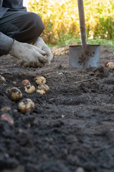 Köklerine ve köklerine yapışmış bir avuç sarı patatesi ortaya çıkarmak için karanlık toprağı kazan paslı bir kürek. Görüntü, yerden yeni çıkan taze yumrularla güneşli bir bahçede patates toplama sürecini vurguluyor.,