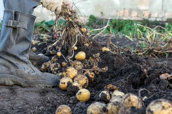 Çiftçinin çizmeli ayağının ve eldivenli elinin yakın çekimi bahçedeki topraktan taze patatesler topluyor. Olay yeri, toprak kaplı yumru ve kökler görünür bir şekilde hasat anını yakalıyor.,