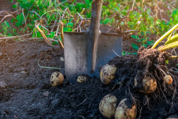 Köklerine ve köklerine yapışmış bir avuç sarı patatesi ortaya çıkarmak için karanlık toprağı kazan paslı bir kürek. Görüntü, yerden yeni çıkan taze yumrularla güneşli bir bahçede patates toplama sürecini vurguluyor..