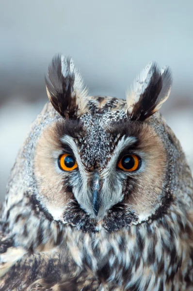 Long-eared owl - asio otus — Stock Photo, Image