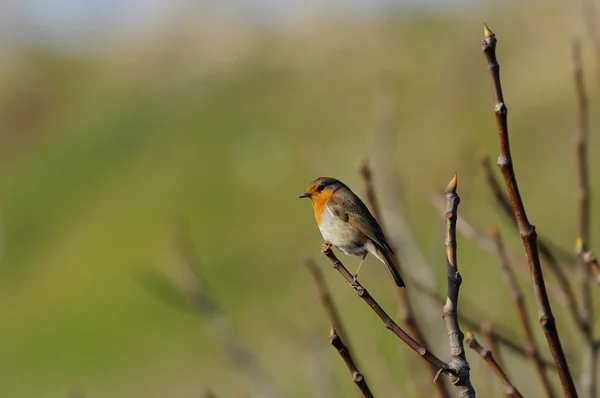 Robin na stromě — Stock fotografie