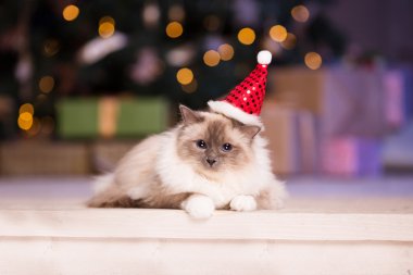 Cat. Christmans party, winter holidays cat with gift box. New ye