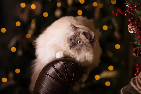 Cat. Christmans party, winter holidays cat with gift box. New ye — Stockfoto