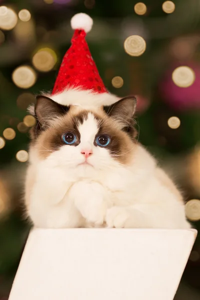 Cat. Christmas party, winter holidays cat with gift box. New year cat. christmas tree in interior background.