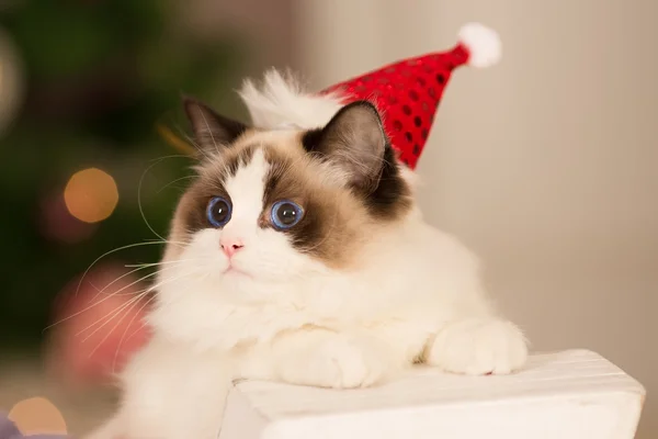 ¡Cat! Fiesta de Navidad, vacaciones de invierno gato con caja de regalo. Un gato de año nuevo. árbol de Navidad en el fondo interior . — Foto de Stock