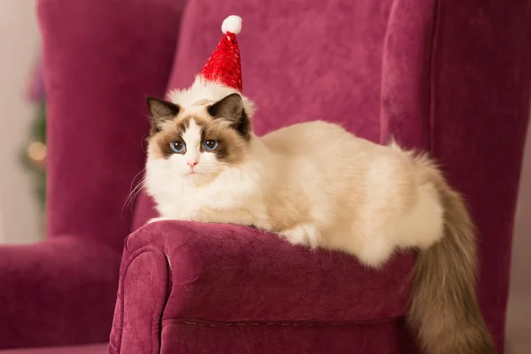 ¡Cat! Fiesta de Navidad, vacaciones de invierno gato con caja de regalo. Un gato de año nuevo. árbol de Navidad en el fondo interior . — Foto de Stock