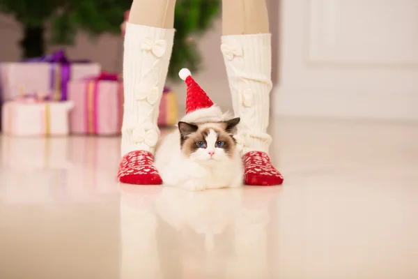 Gatto. Festa di Natale, gatto delle vacanze invernali con confezione regalo. Gatto di anno nuovo. albero di Natale sullo sfondo interno . — Foto Stock