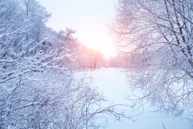 Kış arka plan manzara. Kış harikalar diyarı ağaçlarda. Kış