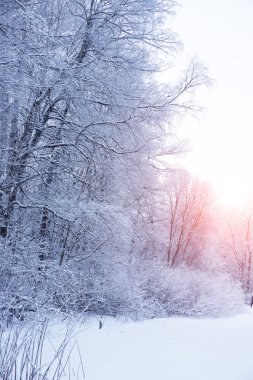 Kış arka plan manzara. Kış harikalar diyarı ağaçlarda. Kış