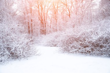 Kış arka plan manzara. Kış harikalar diyarı ağaçlarda. Kış