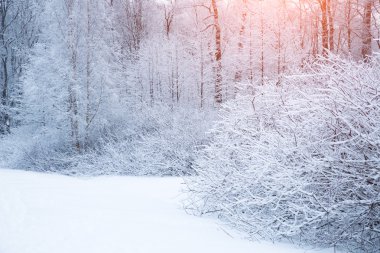 Kış arka plan manzara. Kış harikalar diyarı ağaçlarda. Kış