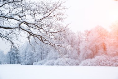 Kış arka plan manzara. Kış harikalar diyarı ağaçlarda. Kış