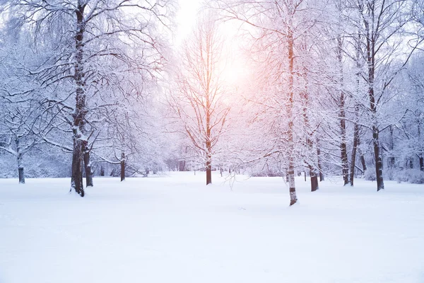 Sfondo invernale, paesaggio. Alberi invernali nel paese delle meraviglie. Inverno — Foto Stock