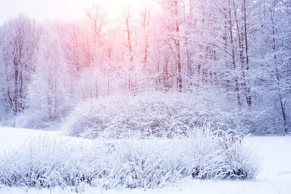 Kış arka plan manzara. Kış harikalar diyarı ağaçlarda. Kış