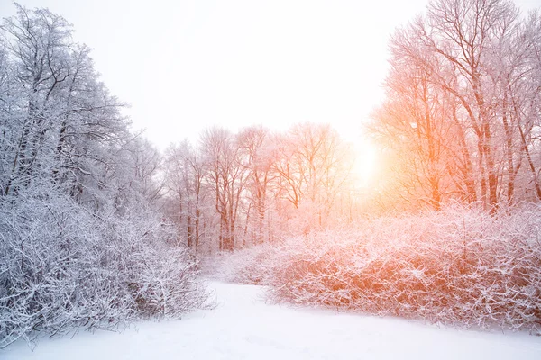 Sfondo invernale, paesaggio. Alberi invernali nel paese delle meraviglie. Inverno — Foto Stock
