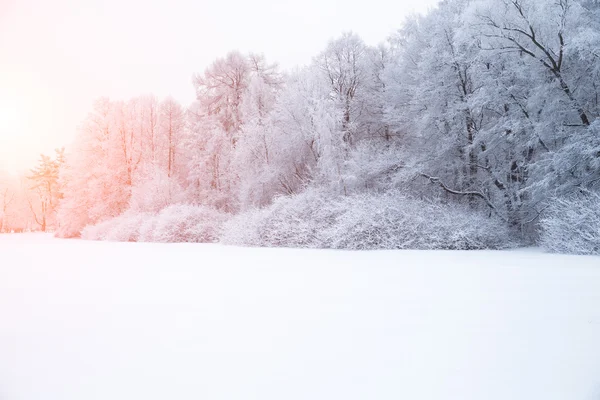 Зимний фон, пейзаж. Зимние деревья в стране чудес. Зима — стоковое фото