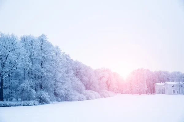 Fundo de inverno, paisagem. Árvores de inverno no país das maravilhas. Inverno — Fotografia de Stock