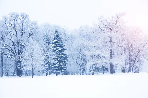 Fundo de inverno, paisagem. Árvores de inverno no país das maravilhas. Inverno — Fotografia de Stock