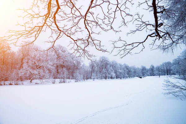 Fundo de inverno, paisagem. Árvores de inverno no país das maravilhas. Inverno — Fotografia de Stock