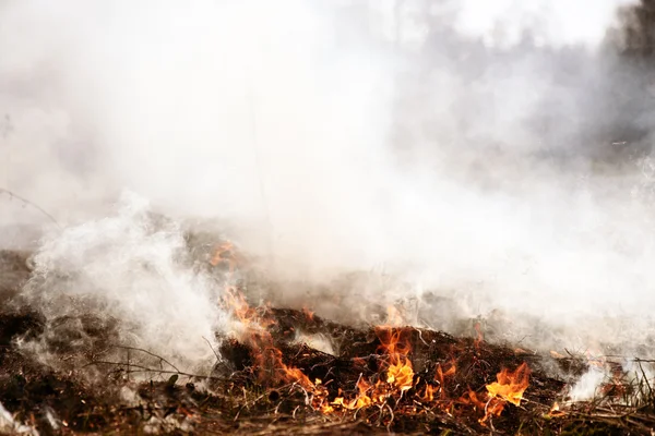 Wildfire. Fire. Global warming, environmental catastrophe. Conce — Stock Photo, Image