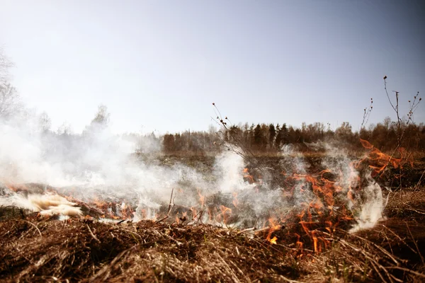 Lauffeuer. Feuer. Erderwärmung, Umweltkatastrophe. Leuchte — Stockfoto