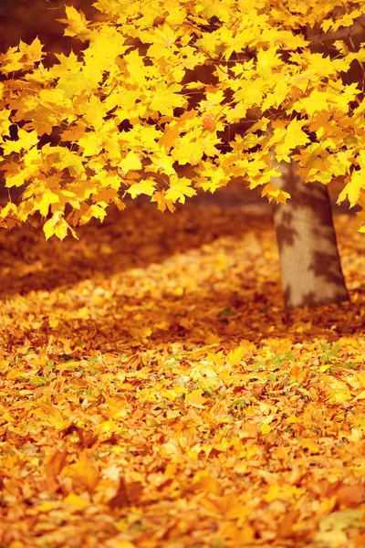 、秋、紅葉の背景。秋の木の枝を残す — ストック写真