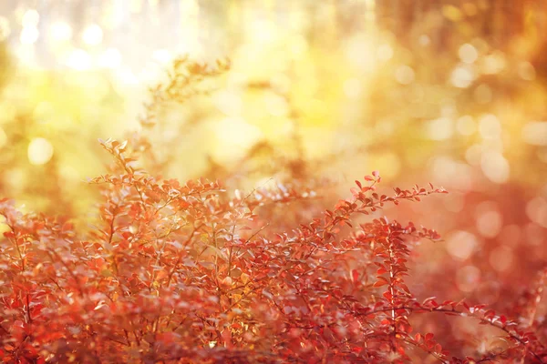 Herbst, Herbst, Blätter im Hintergrund. ein Ast mit Herbstlaub Stockfoto