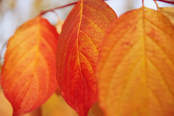 Fall, autumn, leaves background. A tree branch with autumn leave