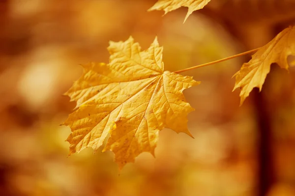 、秋、紅葉の背景。秋の木の枝を残す — ストック写真