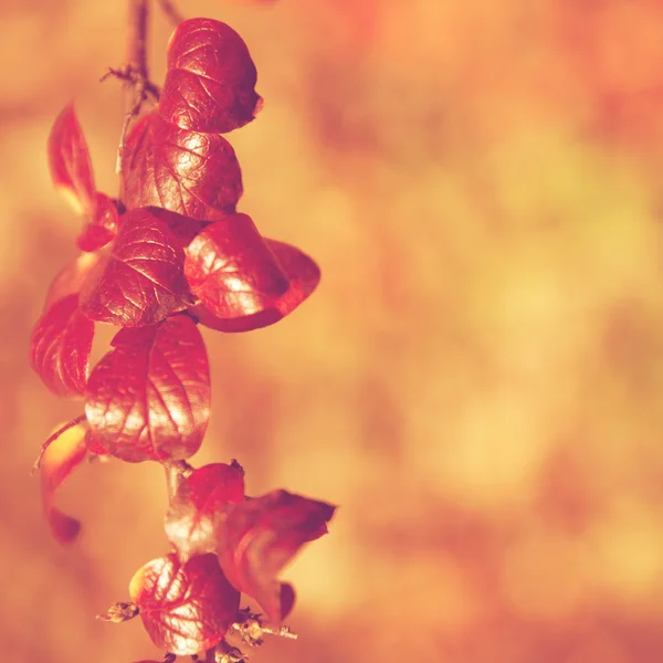 、秋、紅葉の背景。秋の木の枝を残す — ストック写真